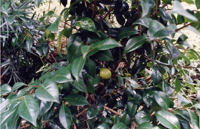 ヤブツバキ（ヤマツバキ）