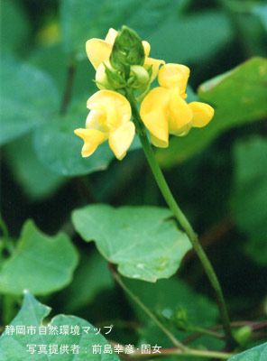 ヤブツルアズキ