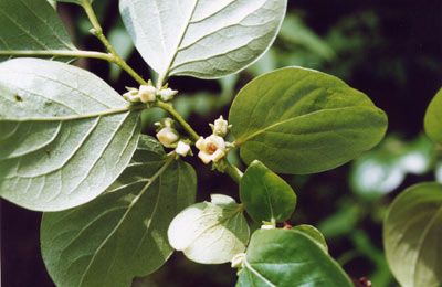 ヤマガキ（サルガキ）