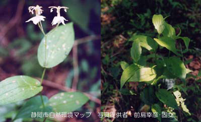 ヤマホトトギス