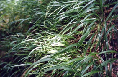 ヤマカモジグサ