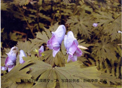 ヤマトリカブト