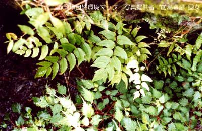 ヤマヤブソテツ