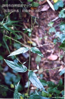 ヤナギイノコズチ