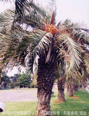 ヤタイヤシ（ココスヤシ）