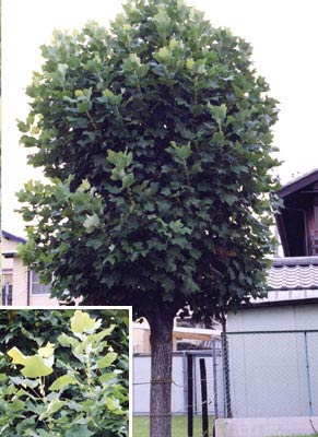 ユリノキ（ハンテンボク・チューリップツリー）