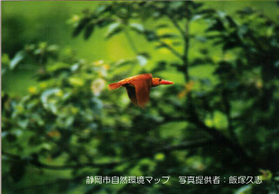 アカショウビン