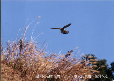 チョウゲンボウ