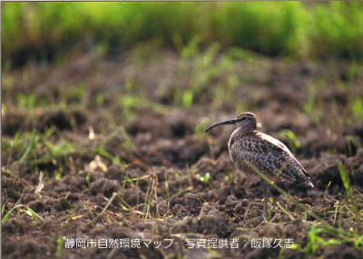 チュウシャクシギ