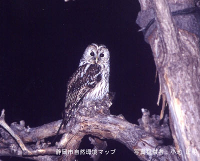 フクロウ