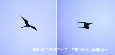 グンカンドリのなかま