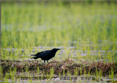 ハシボソガラス