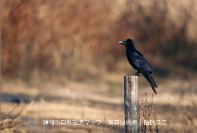 ハシブトガラス