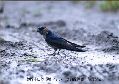 コシアカツバメ