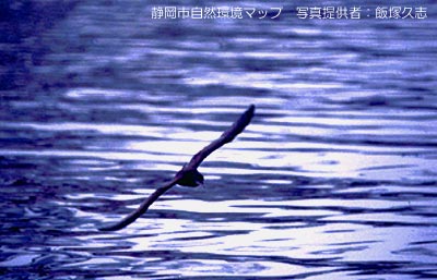 ミズナギドリのなかま