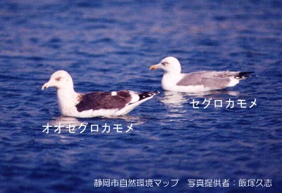 オオセグロカモメ