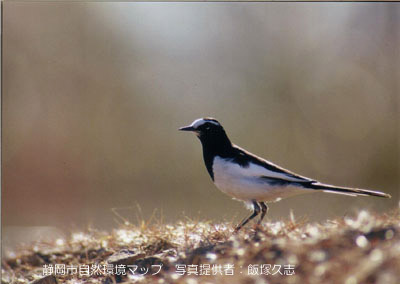 セグロセキレイ