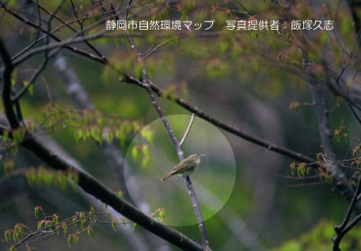 センダイムシクイ