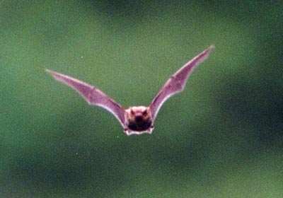 コウモリのなかま